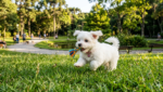 Maltês brincando em um parque